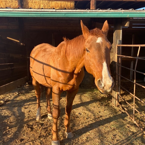 Meet your Posher, Claudia - Picture 4 of 4